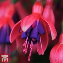Fuchsia 'Tom Thumb' (Hardy) -Garden Supplies Sale tom