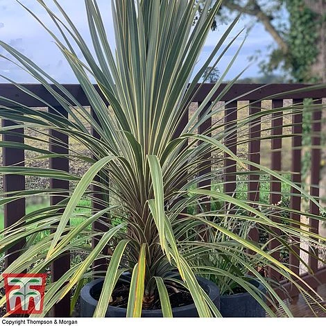 Cordyline Australis 'Torbay Dazzler' 2 Cordyline Australis 'Torbay Dazzler' - Image 2