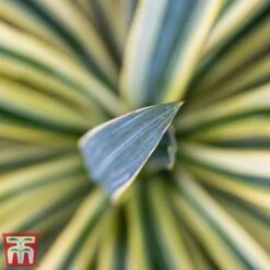 Cordyline Australis 'Torbay Dazzler' 6 Cordyline Australis 'Torbay Dazzler' -Garden Supplies Sale torbay 2