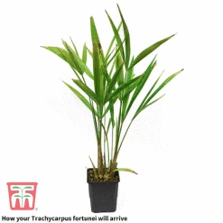 Trachycarpus Fortunei 7 Trachycarpus Fortunei -Garden Supplies Sale trach 2