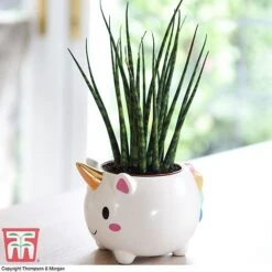 Unicorn Pot With Sanseviera 'Fernwood' Plant- Gift -Garden Supplies Sale unicron fern2