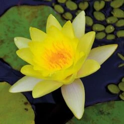 Water Lily Yellow With A Pond Basket -Garden Supplies Sale water yellow NOW1