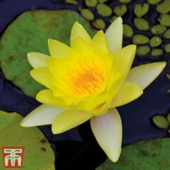 Water Lily Yellow With A Pond Basket -Garden Supplies Sale water yellow4