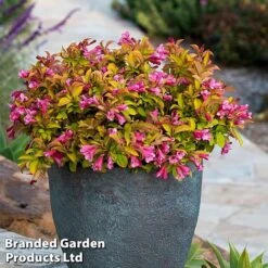 Weigela 'Magic Carpet' -Garden Supplies Sale weigela1