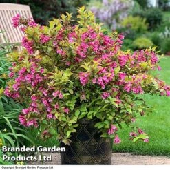 Weigela 'Magic Carpet' -Garden Supplies Sale weigela2
