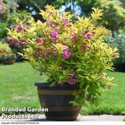 Weigela 'Magic Carpet' -Garden Supplies Sale weigela4