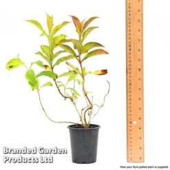 Weigela 'Magic Carpet' -Garden Supplies Sale weigela6