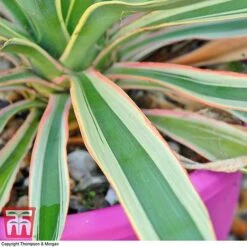 Yucca Filamentosa 'Bright Edge' 5 Yucca Filamentosa 'Bright Edge' -Garden Supplies Sale yucca be a
