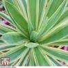 Yucca Filamentosa 'Bright Edge'