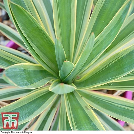 Yucca Filamentosa 'Bright Edge' 1 Yucca Filamentosa 'Bright Edge'