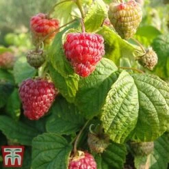 Raspberry 'Yummy' -Garden Supplies Sale yum3