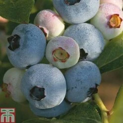 Blueberry 'Full Season Collection' -Garden Supplies Sale z BLUE CWW3179 A h