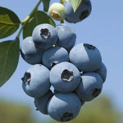 Blueberry 'Full Season Collection' -Garden Supplies Sale z BLUE CWW3305 A h