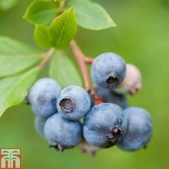 Blueberry Collection -Garden Supplies Sale z BLUE T71122 A1