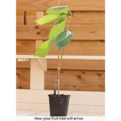 Cherry & Plum Duo (Mini Fruit Trees) -Garden Supplies Sale z CHER T10442 B h