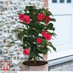 Camellia 'Blooming Wonder' Trio -Garden Supplies Sale z Camellia Blooming Wonder Red