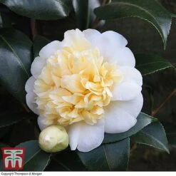 Camellia 'Blooming Wonder' Trio -Garden Supplies Sale z Camellia Blooming Wonder White