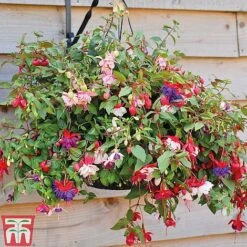 Fuchsia Trailing Pre-Planted Basket -Garden Supplies Sale z FUCH T51695 D