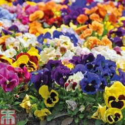 Pansy Summertime Mix (Garden Ready) -Garden Supplies Sale z PANS P85592 A4
