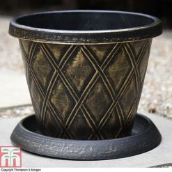 Buddleja 'Butterfly Towers' -Garden Supplies Sale z PATI T56850P A37