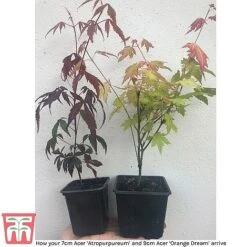 Acer Bold Duo -Garden Supplies Sale z acers