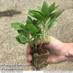 Alstroemeria 'Tree Everest Mix' 7 Alstroemeria 'Tree Everest Mix' -Garden Supplies Sale zalstro jumbo size11